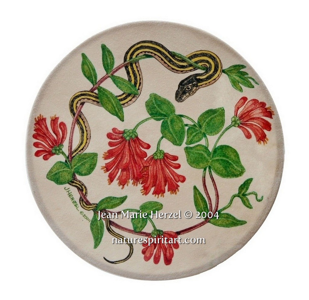 Western Trumpet Honeysuckle and the Ribbon Snake