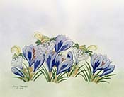 Crocus