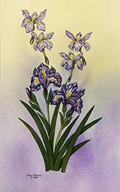 Iris