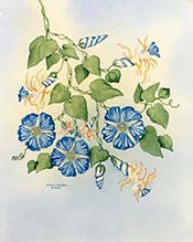 Morning Glories