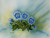 Pansies