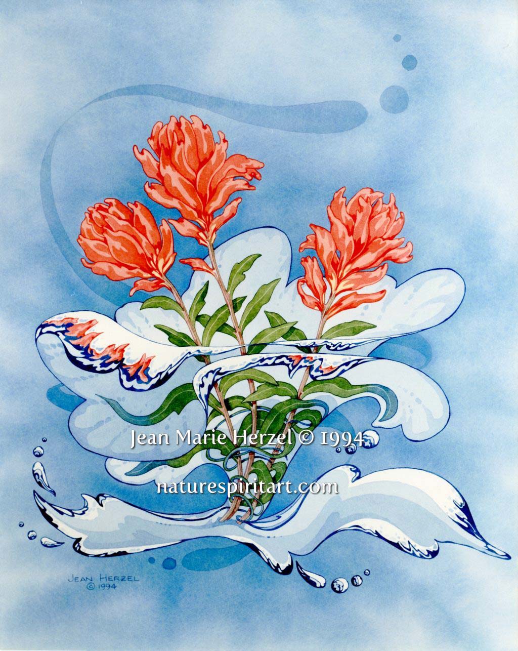 Indian Paintbrush