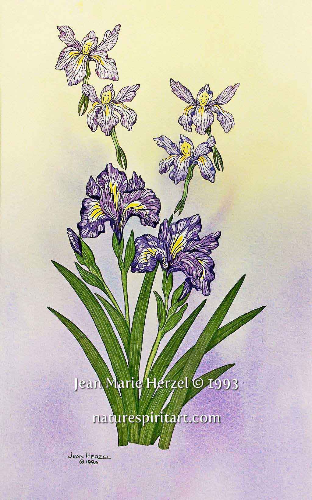 Iris