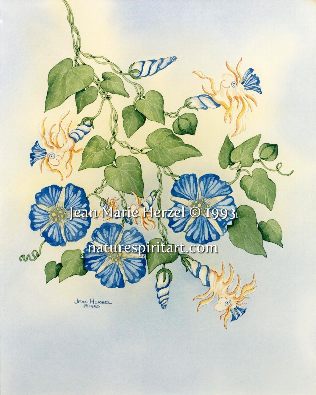 Morning Glories
