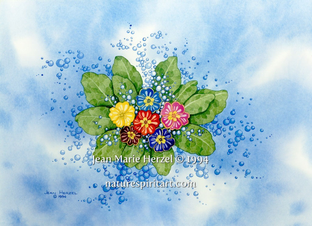 Primroses