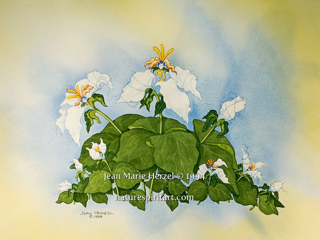 Trillium