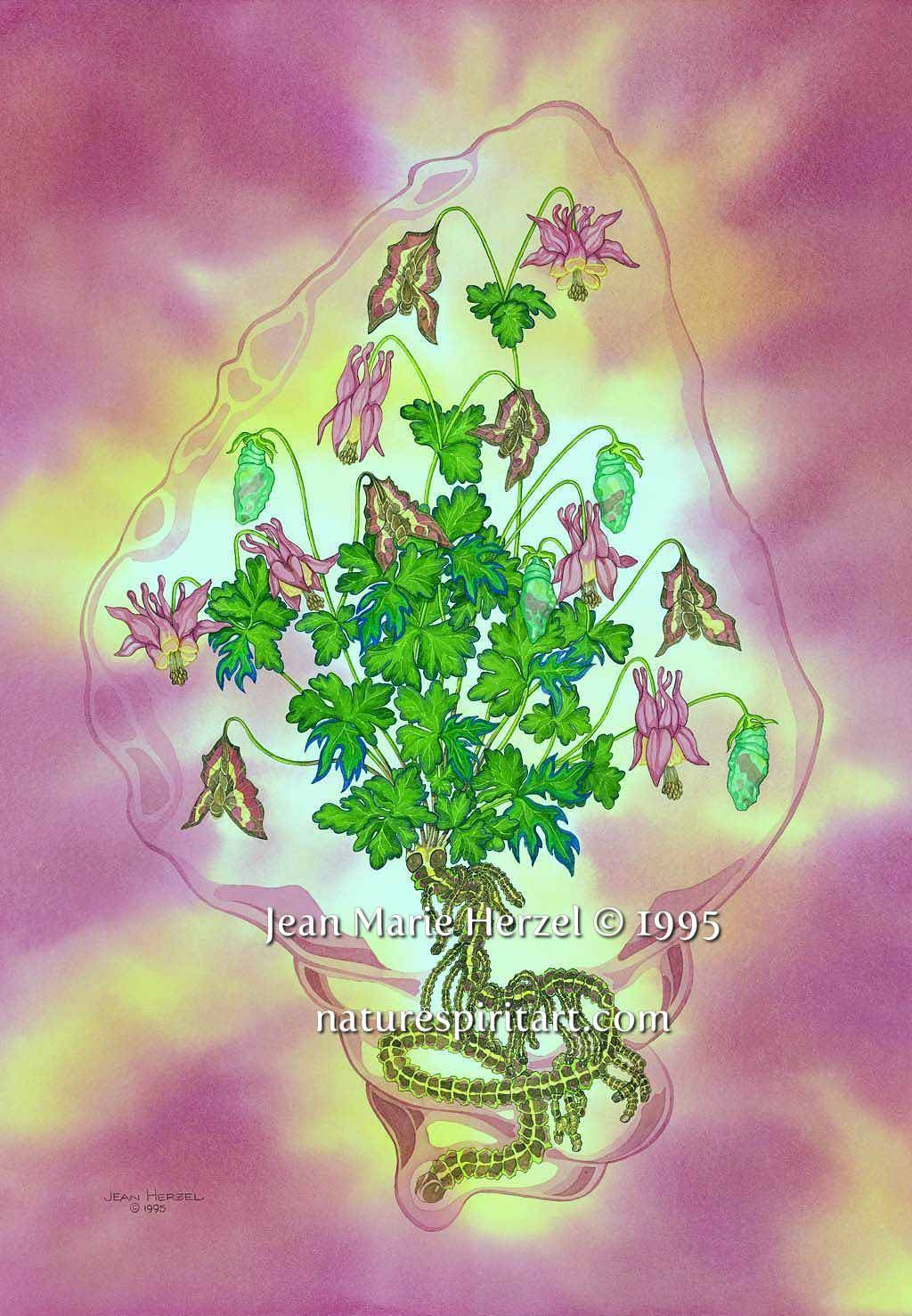 Metamorphosis: Metamorphosis (Columbine)