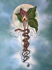 Argentium Manifestum: Manifesting Silver (Jack-in-the-Pulpit)