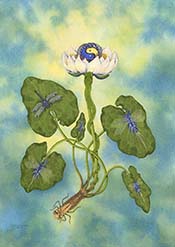 Candidatus: Clothed in White (Water Lily)
