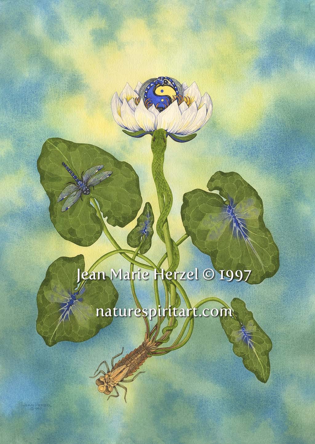 Candidatus: Clothed in White (Water Lily)