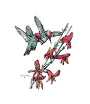 Hummingbird