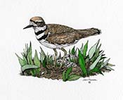 Killdeer