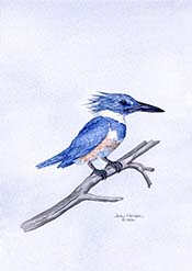 Kingfisher