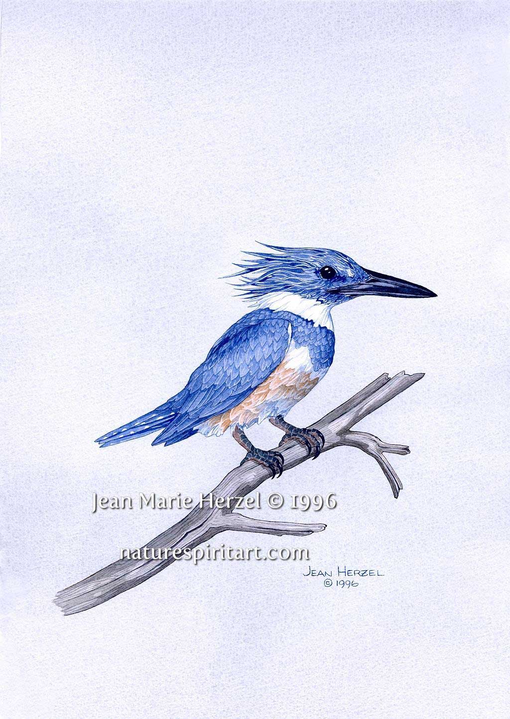 Kingfisher