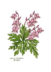 Bleeding Heart