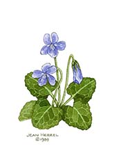 Blue Violet