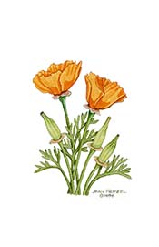 California Poppy