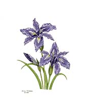 Iris
