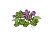 Long Spurred Violet