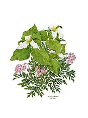 Trillium and Bleeding Hearts
