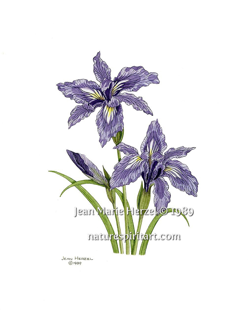 Iris