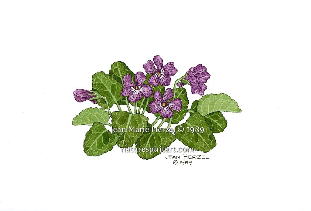 Long Spurred Violet