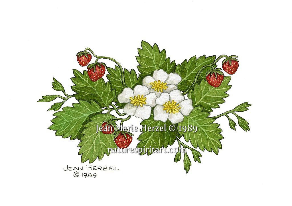 Strawberry