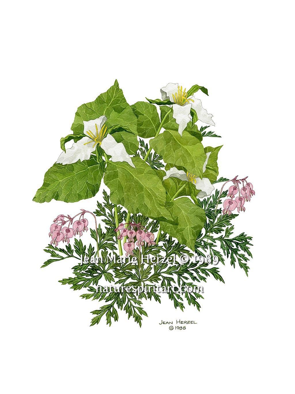 Trillium and Bleeding Hearts