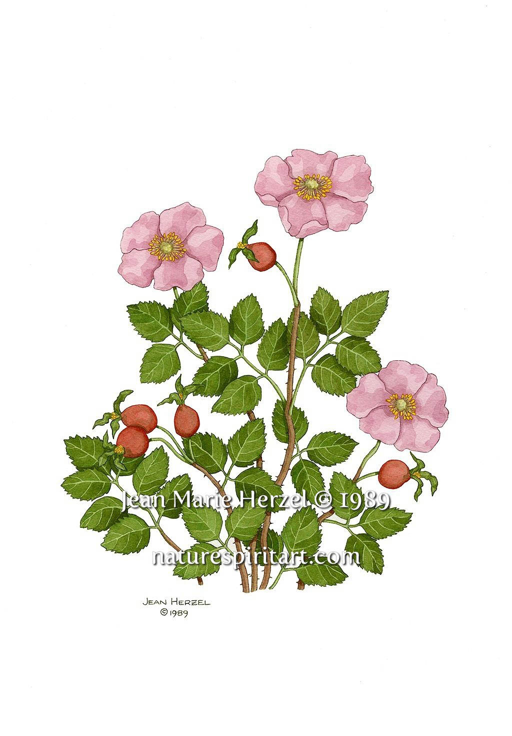 Wild Rose