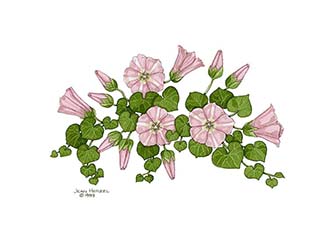 Pacific Northwest Wildflowers